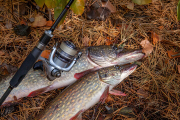 Freshwater pike fish. Two freshwater pike fish and fishing rod with reel on yellow leaves at autumn...