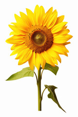 Fototapeta premium Sunflower Bliss: A Vibrant Yellow Beauty in a Summer Meadow