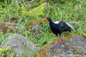 Swinhoe's pheasant, male pheasant endemic bird of Taiwan, bird in the forest 
