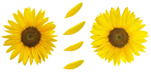 【PNG切り抜き】夏の花　黄色いひまわりの花と花びらセット