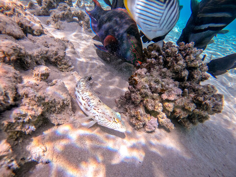Speckled sandperch fish (Parapercis hexophthalma) on sand at coral reef..
