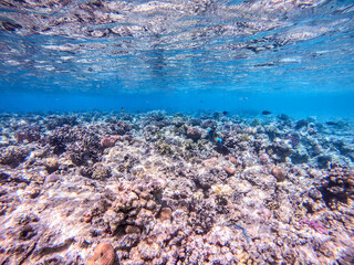 Underwater life of reef with corals and tropical fish. Coral Reef at the Red Sea, Egypt.