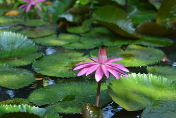 Beautiful purple lotus flowers  or Bunga Teratai or Nelumbo Nucifera blooming on the water with leaves around it