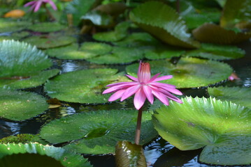 Beautiful purple lotus flowers  or Bunga Teratai or Nelumbo Nucifera blooming on the water with leaves around it