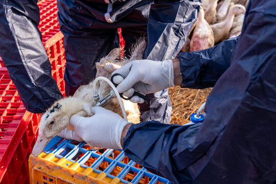 Campagne de vaccination des canards conte la grippe aviaire en parc ext&eacute;rieur, premi&egrave;re injection. Race mulard. V&eacute;t&eacute;rinaire et &eacute;leveur