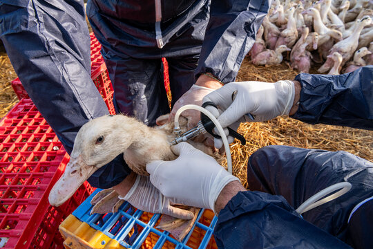 Campagne de vaccination des canards conte la grippe aviaire en parc ext&eacute;rieur, premi&egrave;re injection. Race mulard. V&eacute;t&eacute;rinaire et &eacute;leveur