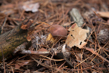 Imleria Badia or Boletus Badius commonly known as the Bay Bolete growing in pine tree forest..
