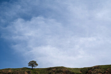 lonely tree in a field in summer against the sky with clouds
