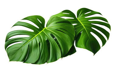 Two vibrant green leaves are prominently displayed. The leaves are large in size and have a glossy texture, showcasing their natural beauty. on a White or Clear Surface PNG Transparent Background.