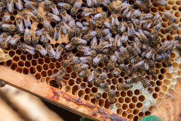 Working bees in a hive on honeycomb. Bees inside hive with sealed and open cells for their young..