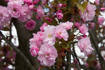 Spring blooming sakura tree. Pink Japanese cherry blossoms close-up on a tree branch