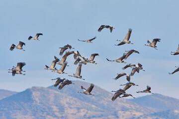 Common Cranes flying over the mountains