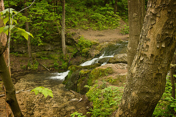 Fototapeta premium forest landscape. A stream with a small waterfall in a green forest