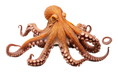 Octopus Laying. Its eight arms are spread around its body, creating a symmetrical pattern. The octopus appears relaxed and still. on a White or Clear Surface PNG Transparent Background.