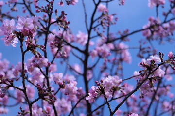 pink cherry blossom
