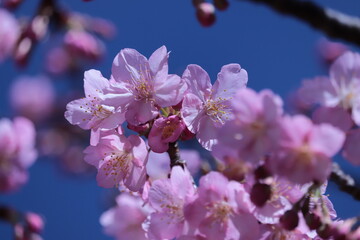 cherry blossom