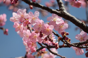 pink cherry blossom