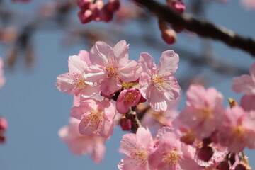 pink cherry blossom