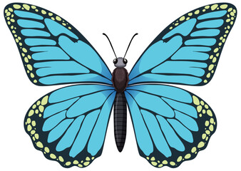 A detailed vector graphic of a blue butterfly