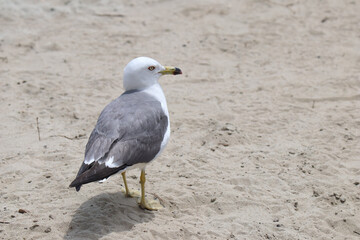 Gull