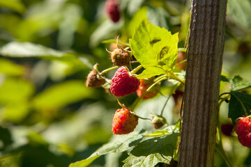 Ripe and unripe raspberry in the fruit garden. Growing natural bush of raspberry. Branch of raspberry in sunlight.