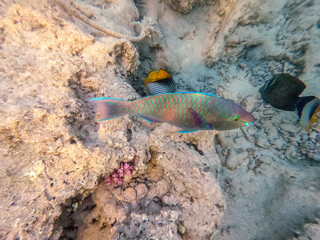 Close up view of Hipposcarus longiceps or Longnose Parrotfish (Hipposcarus Harid) at coral reef..