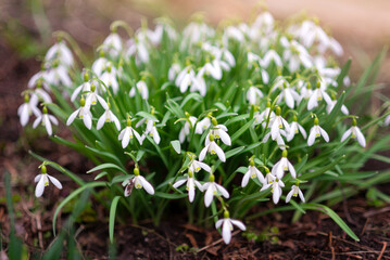 The first snowdrops in spring. Spring white primroses, snowdrops in the garden, sunlight. Growing a large bouquet of flowers from the ground on a natural background.