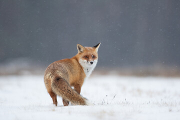 Red fox on a snowy meadow