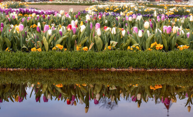 Lots of colourful tulips and their reflections in a puddle
