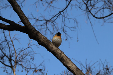 brambling