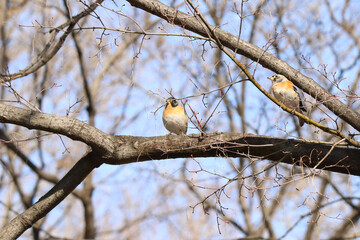 brambling