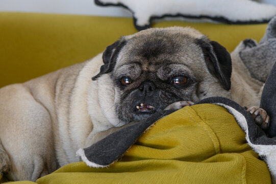 old pug lies on yellow pillows 9