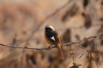 daurian redstart