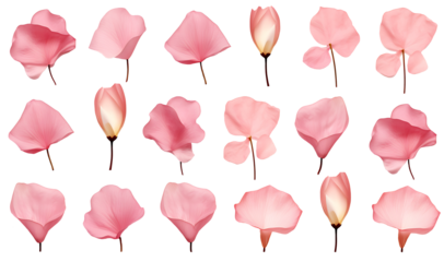 elegant collection of soft pink leaf petals isolated on a transparent background