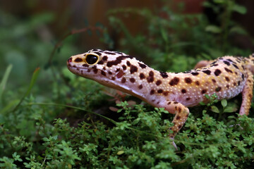 a reptile type leopard gecko, a pet nocturnal gecko type leopard gecko