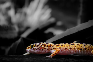 a reptile type leopard gecko, a pet nocturnal gecko type leopard gecko