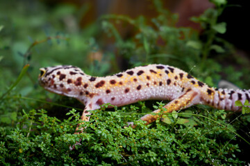 a reptile type leopard gecko, a pet nocturnal gecko type leopard gecko