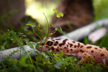 a reptile type leopard gecko, a pet nocturnal gecko type leopard gecko