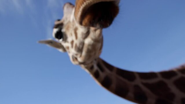 giraffe closeup interaction with wide angle lens slomo