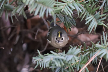 goldcrest