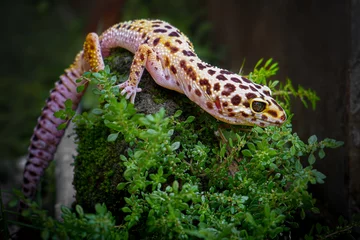 Crédence de cuisine en verre imprimé Léopard a reptile type leopard gecko, a pet nocturnal gecko type leopard gecko