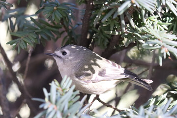 goldcrest