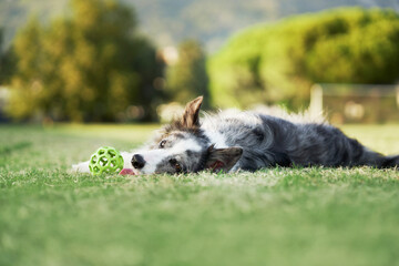 A relaxed Border Collie dog rests on the grass, looking forward with a panting smile. The scene is...