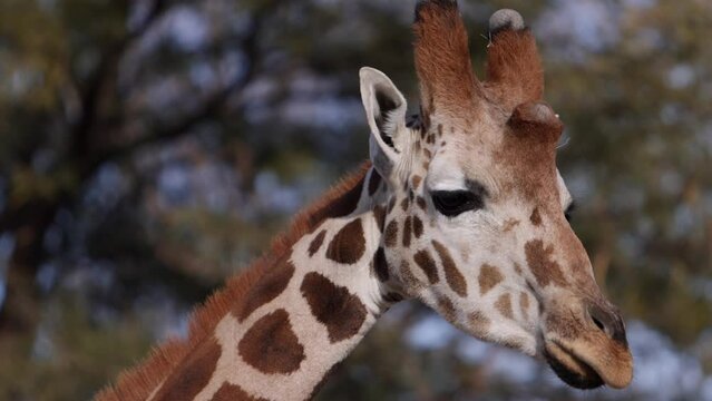 giraffe extreme closeup tracking face against trees slomo on the move