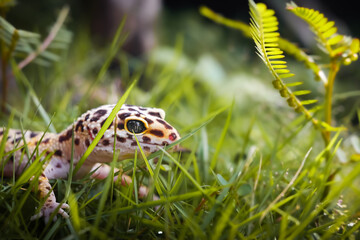 a reptile type leopard gecko, a pet nocturnal gecko type leopard gecko