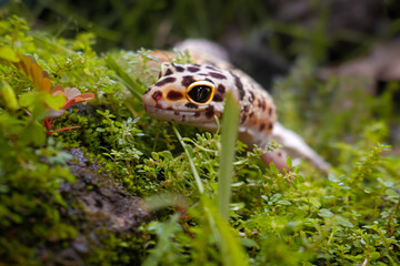 a reptile type leopard gecko, a pet nocturnal gecko type leopard gecko