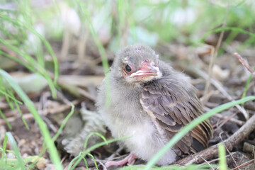baby, brown-eared bulbul