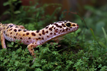 a reptile type leopard gecko, a pet nocturnal gecko type leopard gecko