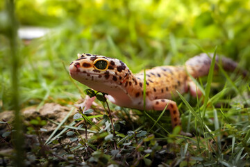 a reptile type leopard gecko, a pet nocturnal gecko type leopard gecko