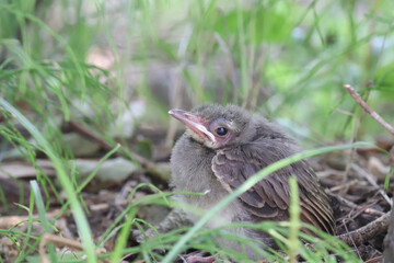 baby, brown-eared bulbul